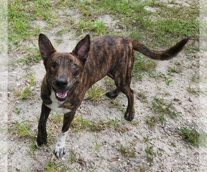 Holland Shepherd-Unknown Mix Dogs for adoption in Royal Palm Beach, FL, USA