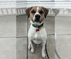 Mutt Dogs for adoption in San Diego, CA, USA