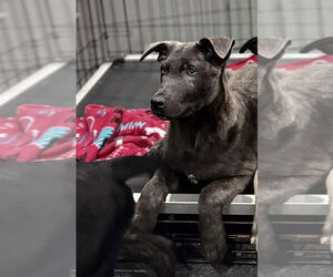 Holland Shepherd-Unknown Mix Dogs for adoption in Imlay City, MI, USA