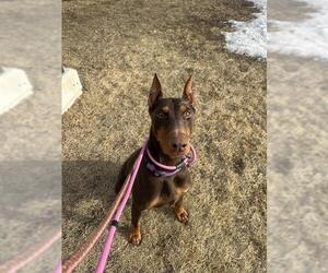 Doberman Pinscher Dogs for adoption in Vaughan, Ontario, Canada