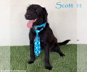 Labrador Retriever-Unknown Mix Dogs for adoption in San Diego, CA, USA