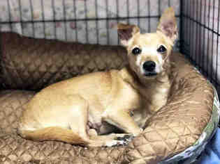 Chihuahua Dogs for adoption in Hampton Bays, NY, USA