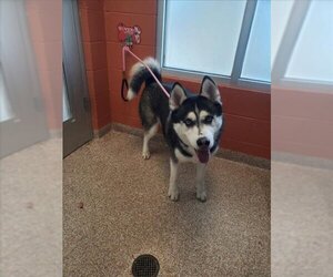 Siberian Husky Dogs for adoption in Pueblo, CO, USA