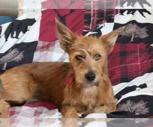 Airedale Terrier-Unknown Mix Dogs for adoption in Mukwonago, WI, USA