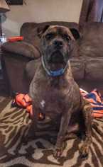 Boxer-Unknown Mix Dogs for adoption in Knoxville, TN, USA