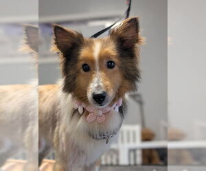 Mutt Dogs for adoption in Dublin, OH, USA