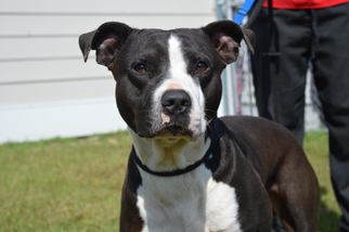 American Pit Bull Terrier Dogs for adoption in Windsor, VA, USA