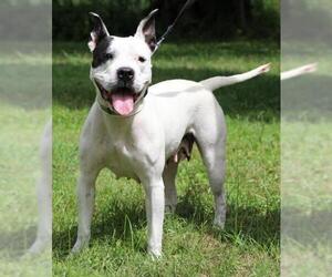 American Boston Bull Terrier Dogs for adoption in Morton Grove, IL, USA