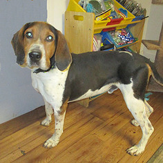 Medium Photo #1 Treeing Walker Coonhound-Unknown Mix Puppy For Sale in Fayetteville, TN, USA
