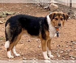 Bernese Mountain Dog Dogs for adoption in Cottonwood, AZ, USA
