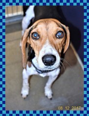Beagle Dogs for adoption in San Jacinto, CA, USA