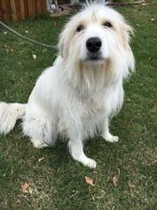 Small Airedale Terrier-Great Pyrenees Mix