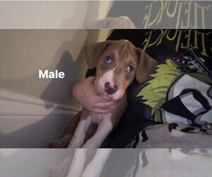 Staffordshire Bull Terrier-Unknown Mix Dogs for adoption in Holly Springs, NC, USA