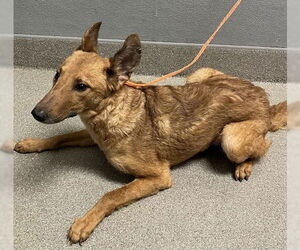 Border Collie-Unknown Mix Dogs for adoption in Las Vegas, NV, USA