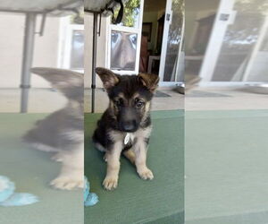 German Shepherd Dog Dogs for adoption in West Sacramento, CA, USA