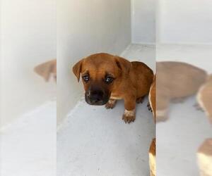 Catahoula Leopard Dog-Unknown Mix Dogs for adoption in Houston, TX, USA