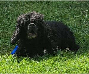Cocker Spaniel Dogs for adoption in Mooresville, NC, USA