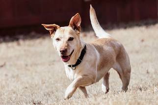 Pembroke Welsh Corgi Dogs for adoption in Westminster, MD, USA