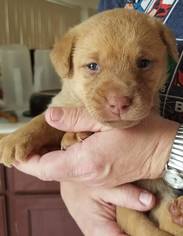 Labrador Retriever Dogs for adoption in Gilbertsville, PA, USA