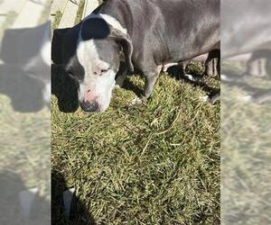 American Pit Bull Terrier Dogs for adoption in Houston, TX, USA