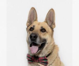 German Shepherd Dog Dogs for adoption in Santa Maria, CA, USA