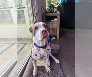 American Staffordshire Terrier-Unknown Mix Dogs for adoption in Holly Springs, NC, USA