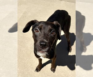 Mutt Dogs for adoption in Sacramento, CA, USA