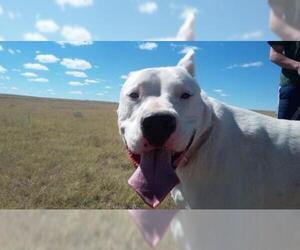 Medium Photo #1 Dogo Argentino Puppy For Sale in Yoder, CO, USA