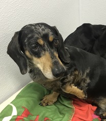 Dachshund Dogs for adoption in Raytown, MO, USA