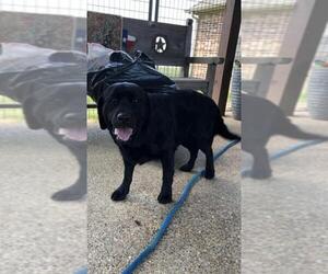 Labrador Retriever Dogs for adoption in Fort Worth, TX, USA