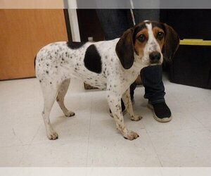 Bluetick Coonhound-Unknown Mix Dogs for adoption in Oroville, CA, USA