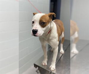 Mutt Dogs for adoption in Augusta, GA, USA