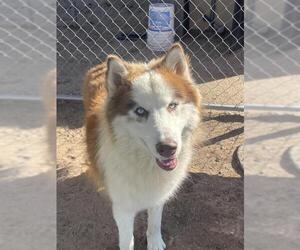 Siberian Husky Dogs for adoption in HESPERIA, CA, USA