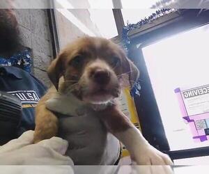 Medium Photo #1 Parson Russell Terrier-Unknown Mix Puppy For Sale in Tulsa, OK, USA