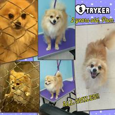 Pomeranian Dogs for adoption in Ponca City, OK, USA