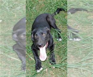 Labrador Retriever-Unknown Mix Dogs for adoption in Benton, AR, USA