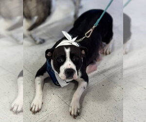 American Staffordshire Terrier-Unknown Mix Dogs for adoption in Holly Springs, NC, USA