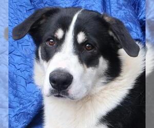 Australian Shepherd-Unknown Mix Dogs for adoption in Cuba, NY, USA