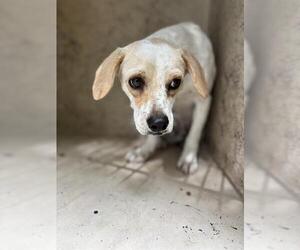 Raggle Dogs for adoption in Oklahoma City, OK, USA