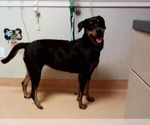 Rottweiler-Unknown Mix Dogs for adoption in Martinez, CA, USA