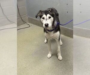 Siberian Husky-Unknown Mix Dogs for adoption in Las Vegas, NV, USA