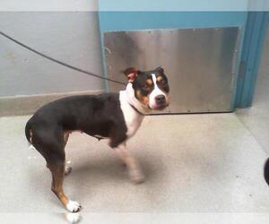 American Pit Bull Terrier-Unknown Mix Dogs for adoption in Las Vegas, NV, USA