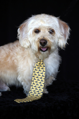 Dachshund-Dandie Dinmont Terrier Mix Dogs for adoption in San Pedro, CA, USA