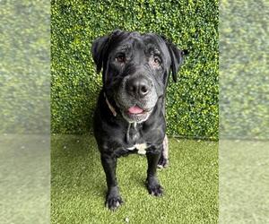 Labrador Retriever-Unknown Mix Dogs for adoption in Naples, FL, USA