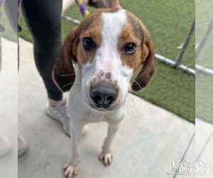 Coonhound-Unknown Mix Dogs for adoption in Washington, DC, USA