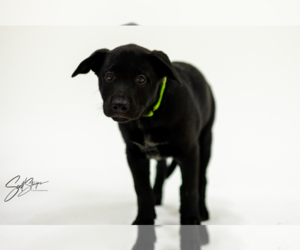 Labrador Retriever-Unknown Mix Dogs for adoption in Brooklyn Center, MN, USA