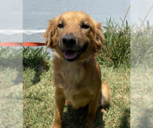 Golden Retriever-Unknown Mix Dogs for adoption in El Cajon, CA, USA