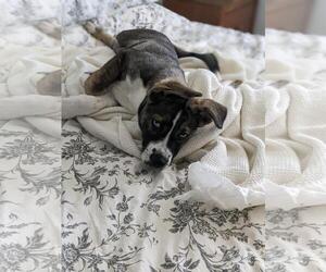 Siberian Husky-Unknown Mix Dogs for adoption in Cedar Crest, NM, USA