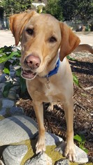 Mutt Dogs for adoption in Malibu, CA, USA