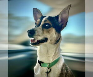 Rat Terrier Dogs for adoption in Atlanta, GA, USA